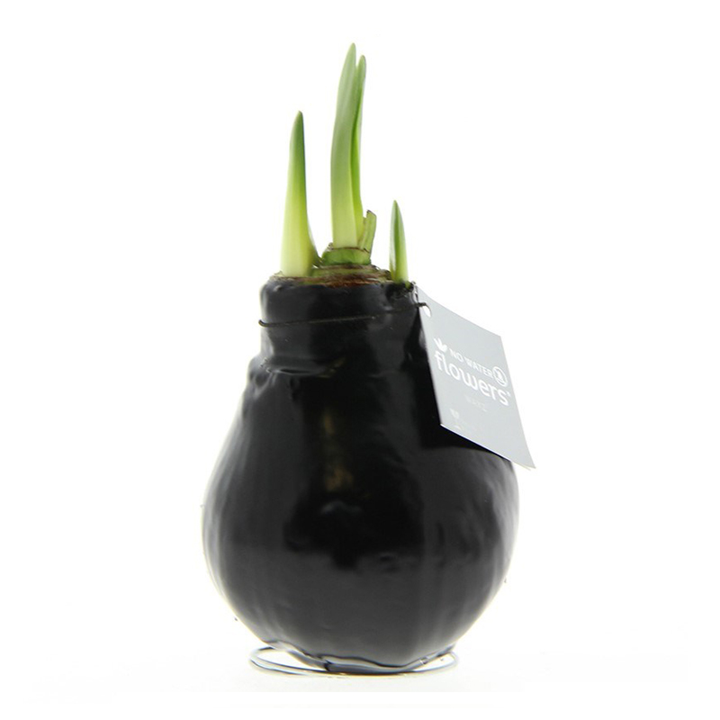 Amaryllis bulb in gift box - Image 10
